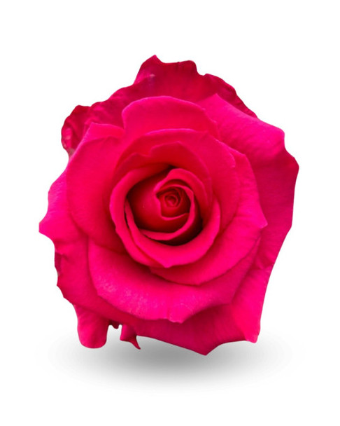 Level Up, 50cm, 25 Stems, ROSAS DEL CORAZON  ROSASLESANDI CIA LTDA