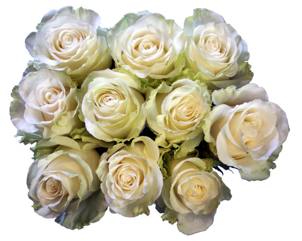 Mondial, 50cm, 25 Stems, MUCH FLOWERS