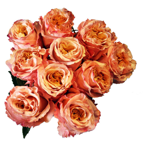 Shimmer, 50cm, 25 Stems, MUCH FLOWERS
