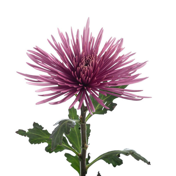 Spider Tiana Dark, 70cm, 10 Stems, FLORES EL TRIGAL