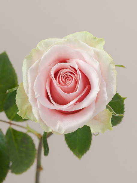Frutteto, 40cm, 25 Stems, ROSAPRIMA CIA. LTDA. (SKU: 3307-43-217)