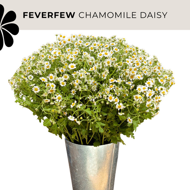 Feverfew, 60cm, 10 Stems, MUCH FLOWERS