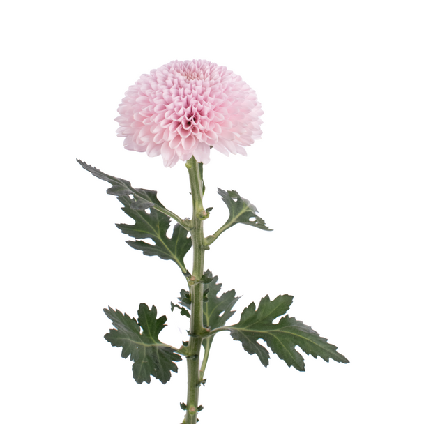 Softball, 60cm, 10 Stems, FLORES EL TRIGAL