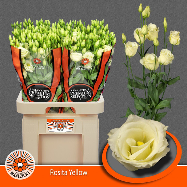 Double Alissa Yellow, 70cm, 10 Stems, ANNIE BOX