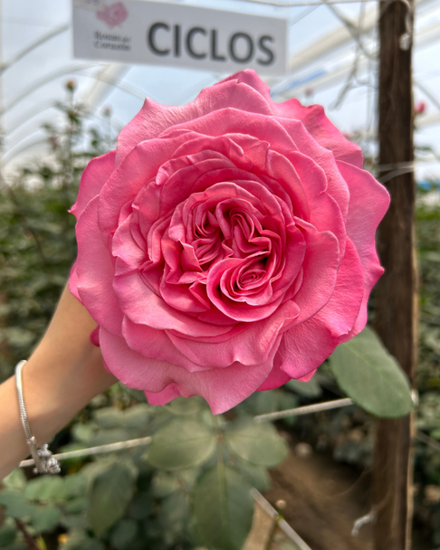 Passion in Pink, 50cm, 25 Stems, ROSAS DEL CORAZON