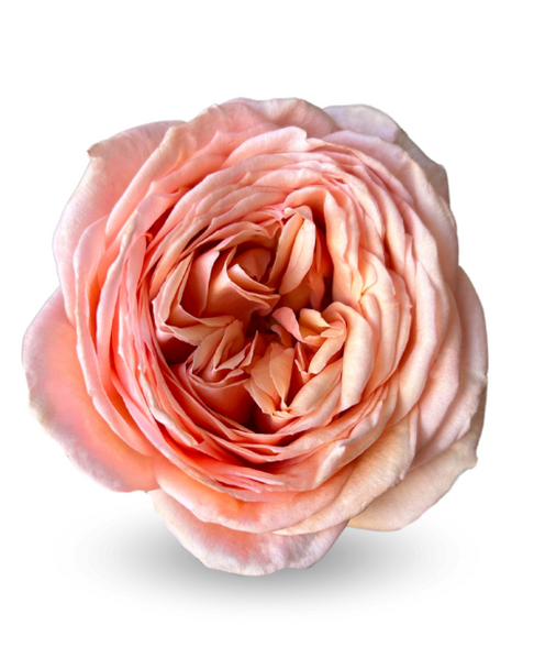 Sweet catalina, 50cm, 25 Stems, ROSAS DEL CORAZON  ROSASLESANDI CIA LTDA Sweet catalina, 50cm, 25 Stems, ROSAS DEL CORAZON  ROSASLESANDI CIA LTDA