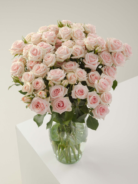 Star Blush, 50cm, 10 Stems, ROSAPRIMA CIA. LTDA.