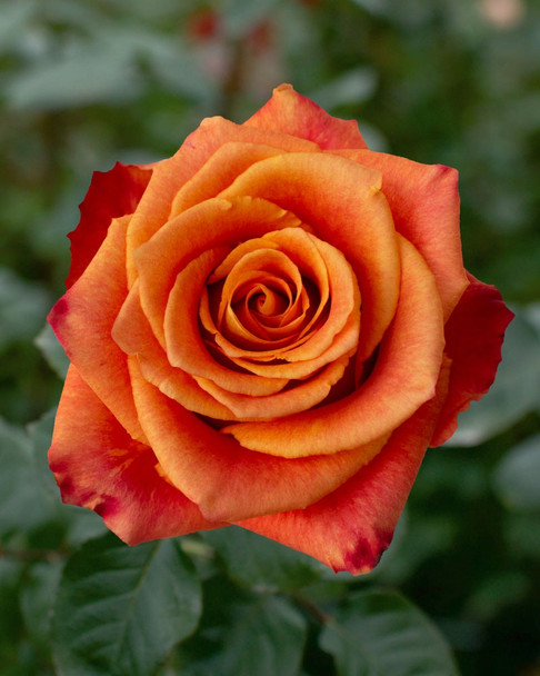 Silantoi, 50cm, 25 Stems, ROSAPRIMA CIA. LTDA.