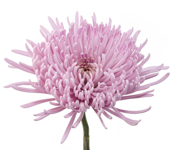 Spider Pinkray, 70cm, 10 Stems, FLORES EL TRIGAL