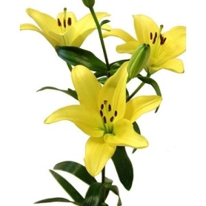 Yellow, 75cm, 5 Stems, FAIRFIELD