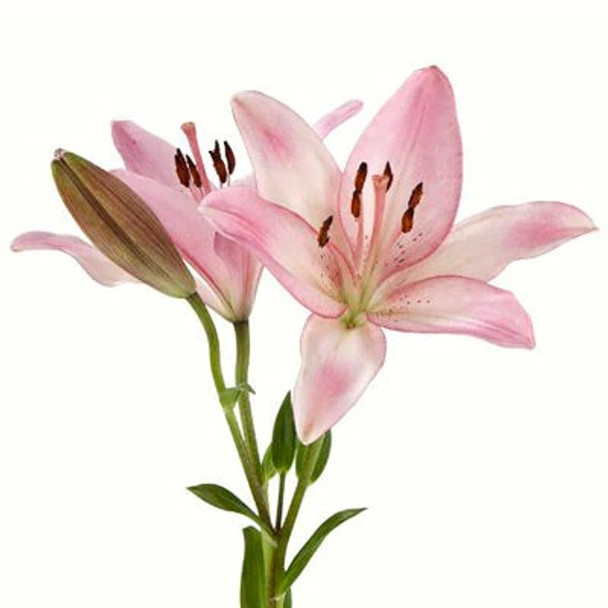 Light Pink, 75cm, 5 Stems, FAIRFIELD