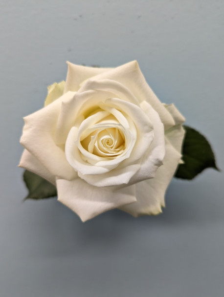 Avalanche, 55cm, 12 Stems, EUROSA FARMS LTD (SKU: 1250-5013-974)