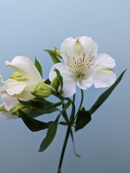 White, 75cm, 5 Stems, EUROSA FARMS LTD