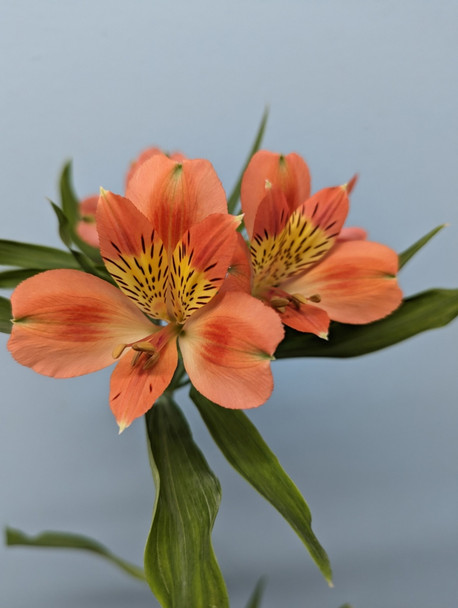Orange, 75cm, 5 Stems, EUROSA FARMS LTD