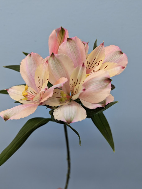 Peach, 75cm, 5 Stems, EUROSA FARMS LTD