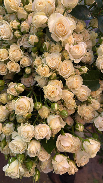 Bellarus, 55cm, 10 Stems, EUROSA FARMS LTD