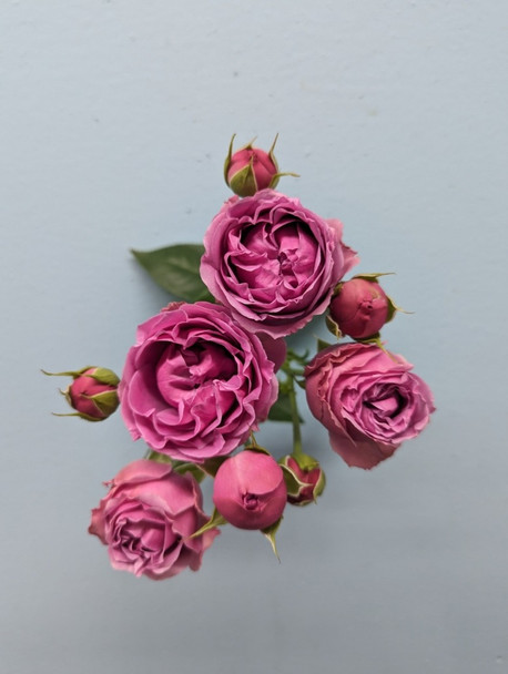 Mystic Bubbles, 55cm, 5 Stems, EUROSA FARMS LTD
