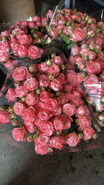 First Date, 55cm, 10 Stems, EUROSA FARMS LTD