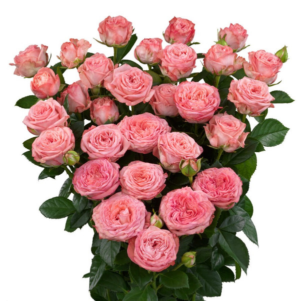 First Date, 55cm, 10 Stems, EUROSA FARMS LTD