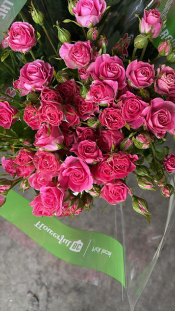 Maui, 55cm, 10 Stems, EUROSA FARMS LTD