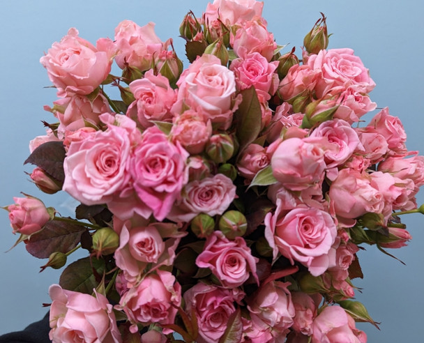 Aerobic, 55cm, 10 Stems, EUROSA FARMS LTD
