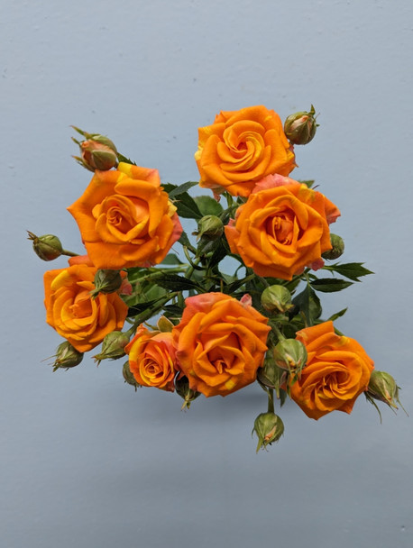 Smashing, 55cm, 10 Stems, EUROSA FARMS LTD