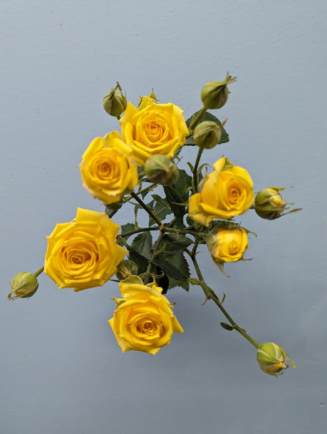 Tarantella, 55cm, 10 Stems, EUROSA FARMS LTD