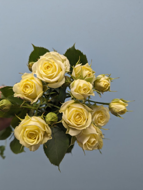 Wedding Invite, 55cm, 10 Stems, EUROSA FARMS LTD