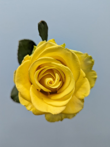 Penny Lane, 55cm, 12 Stems, EUROSA FARMS LTD