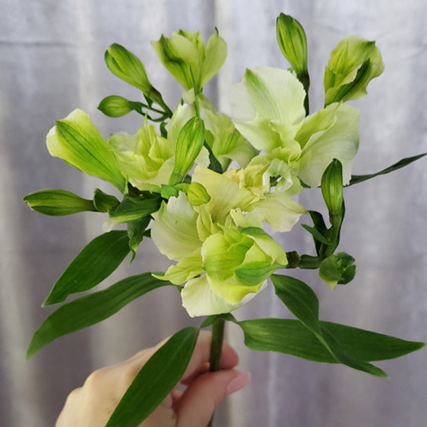 Alstreesia White, 75cm, 5 Stems, EUROSA FARMS LTD