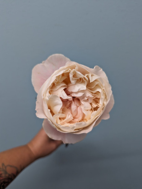 Gorki Park, 55cm, 10 Stems, EUROSA FARMS LTD