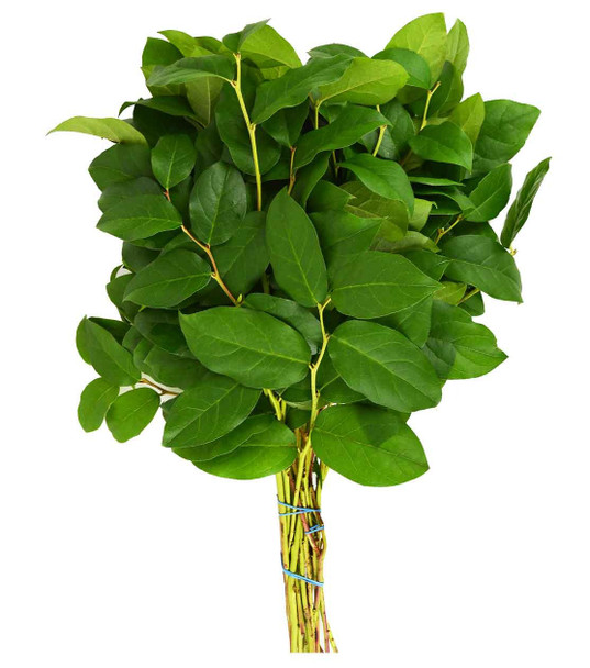 Salal, 60cm,  Grower Bunch, LOCAL