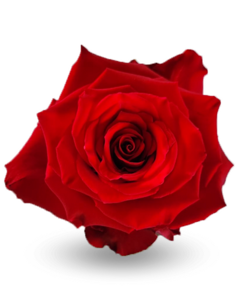 Born Free, 50cm, 25 Stems, ROSAS DEL CORAZON  ROSASLESANDI CIA LTDA