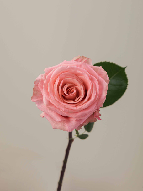 Superstition, 50cm, 25 Stems, ROSAPRIMA CIA. LTDA.