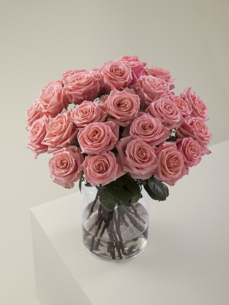 Superstition, 50cm, 25 Stems, ROSAPRIMA CIA. LTDA.