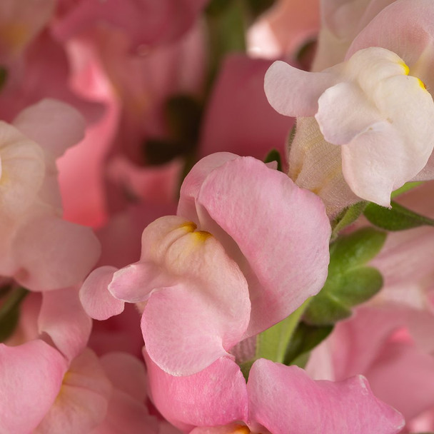 Pink, 85cm, 10 Stems, FLORES EL TRIGAL