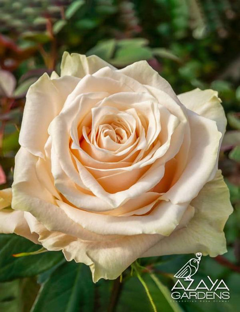 Champagner, 60cm, 25 Stems, AZAYA GARDENS