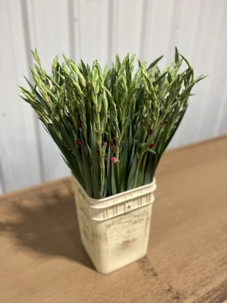 Gladdies Pink, 75cm, 5 Stems, FAIRFIELD