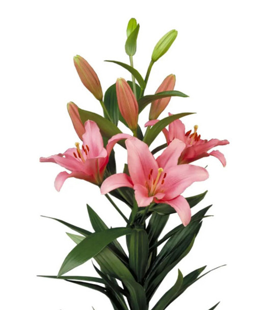 Pink, 75cm, 5 Stems, FAIRFIELD