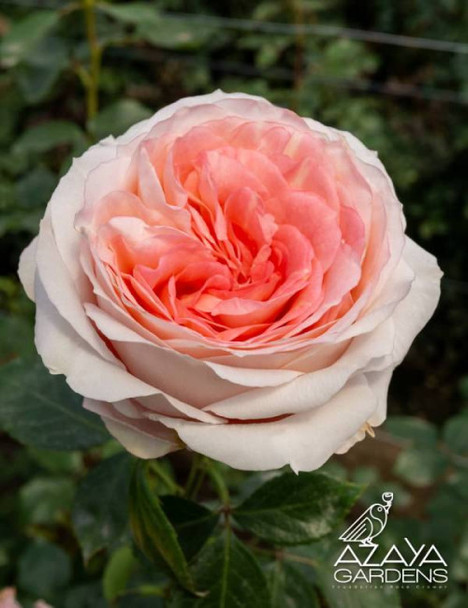 Mayras Bridal Pink, 50cm, 25 Stems, AZAYA GARDENS