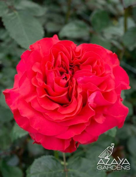 Mayras Hot Pink, 50cm, 25 Stems, AZAYA GARDENS