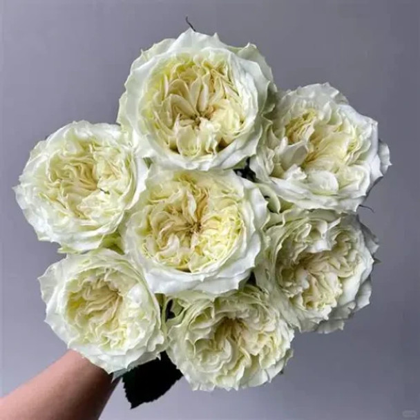 Mayras White, 50cm, 25 Stems, AZAYA GARDENS