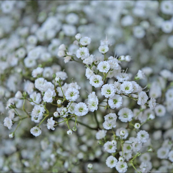 Million Stars, 80cm, 10 Stems, 250gr, AMAZINGROSE/BELLAFLOR