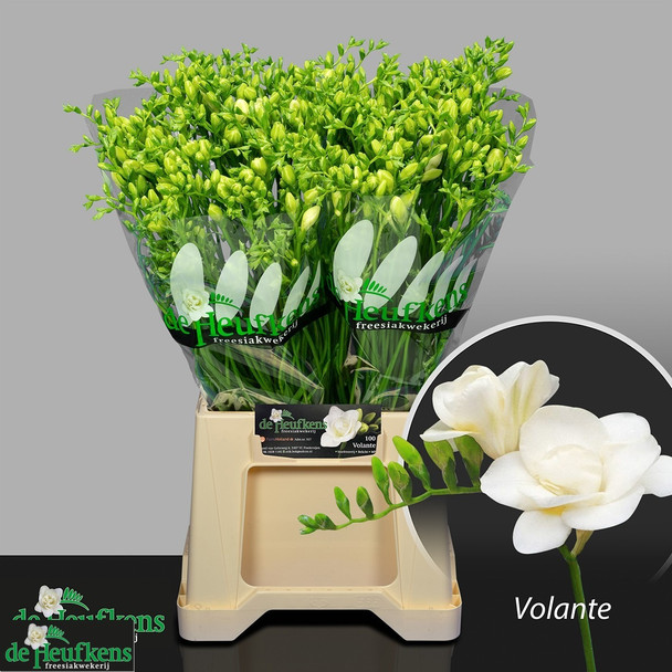 Double Volante, 50cm, 10 Stems, 18gr, ANNIE BOX
