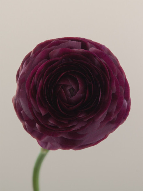 Elegance Viola, 35cm, 10 Stems, ROSAPRIMA CIA. LTDA.