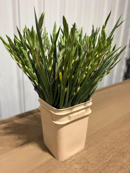 Purple Gladdies, 75cm, 5 Stems, FAIRFIELD