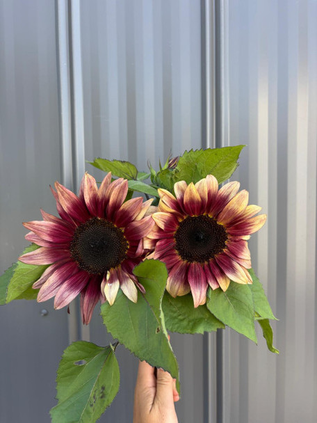 Plum Sunflowers, 75cm, 5 Stems, CHARNWOOD FLOWERS