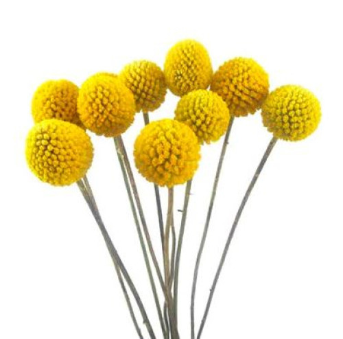 Billy Balls, Szcm, 5 Stems, MLF