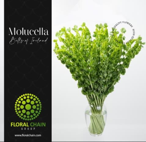 Bells of Ireland, 80cm, 10 Stems, FLORAL CHAIN GROUP