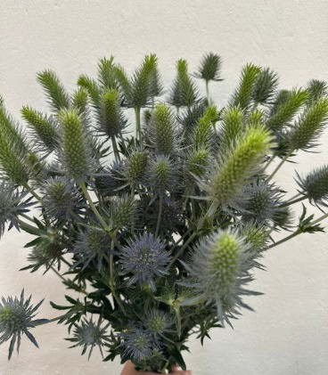 Electric Dynamite, 50cm, 10 Stems, FLORAL CHAIN GROUP